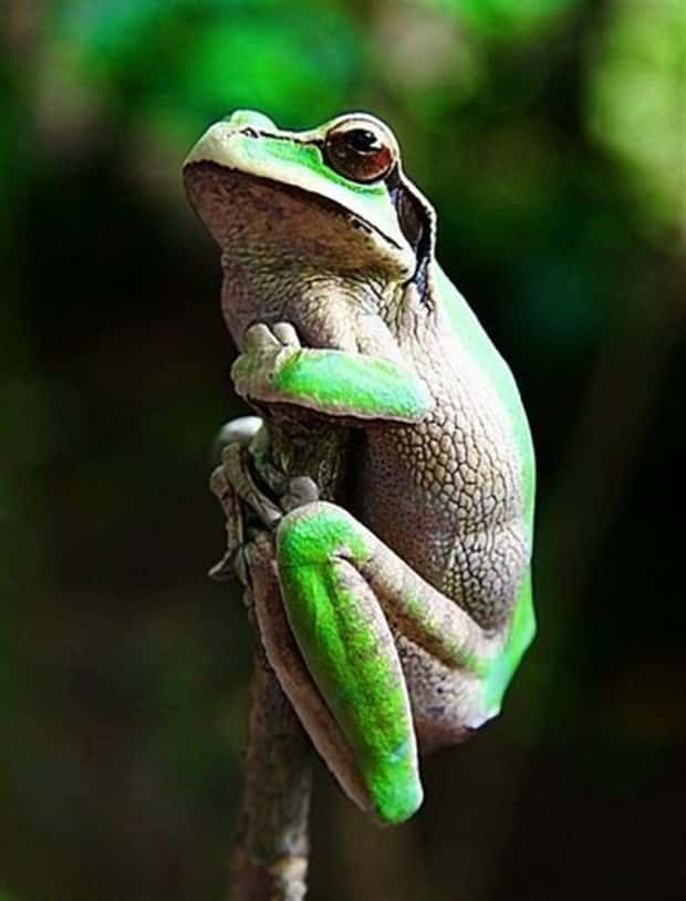 funny animals (11)