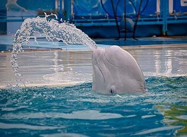 funny animals (11)