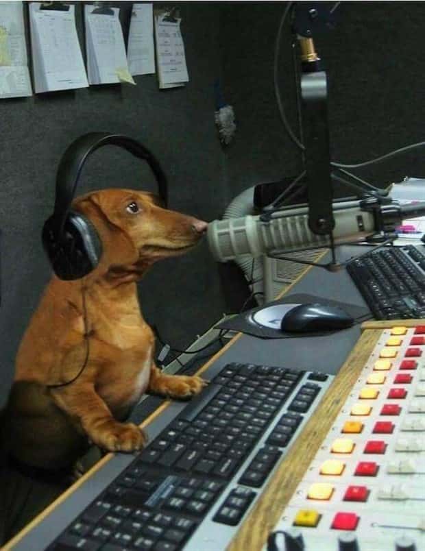 funny animals (12)