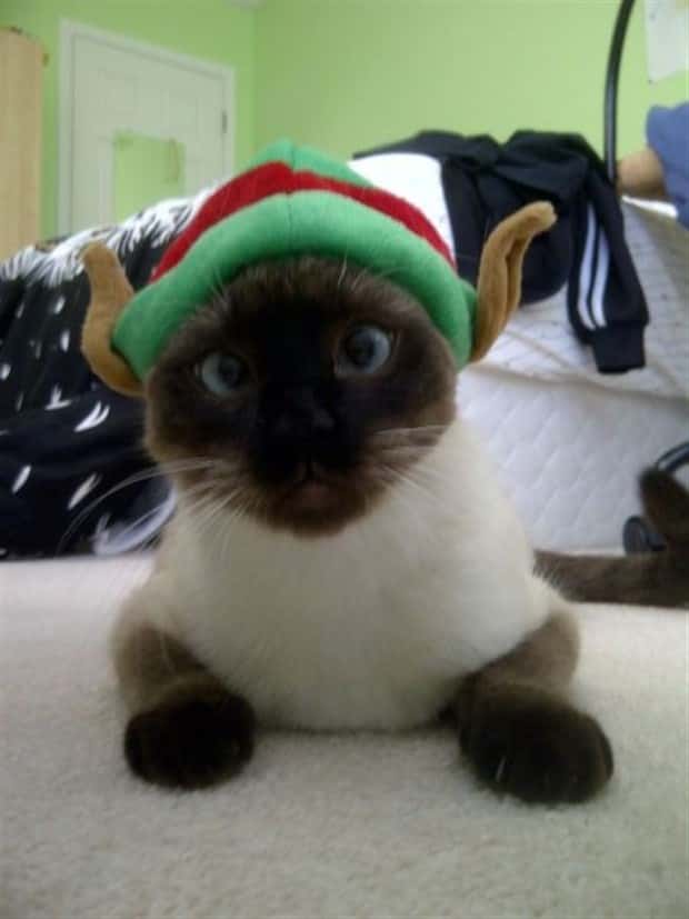 funny animals (12)