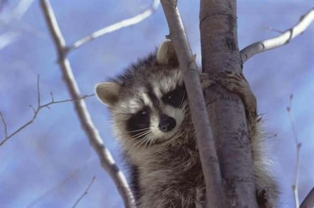 funny animals (12)