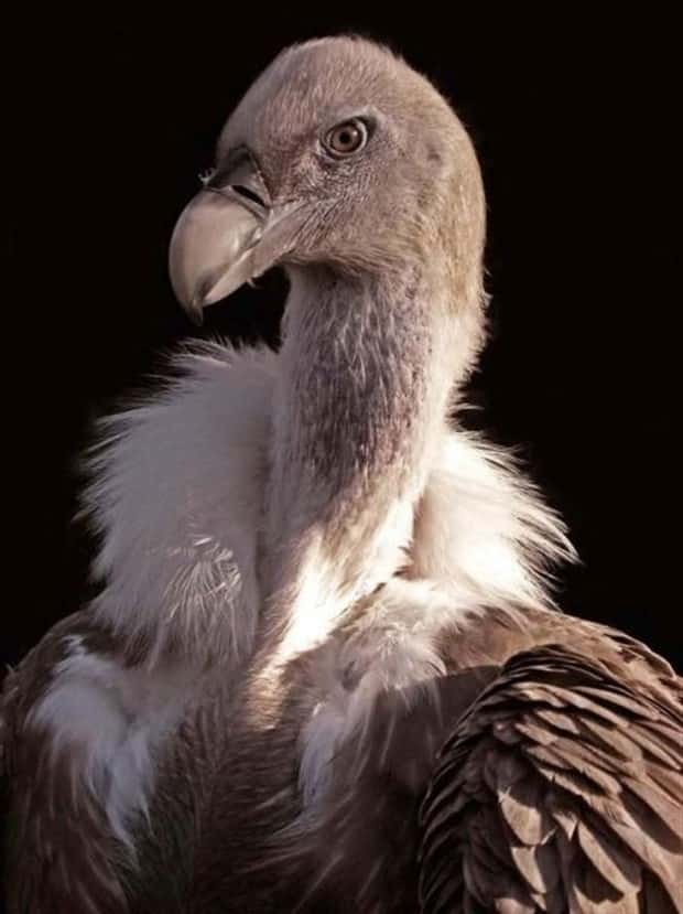 funny animals (12)