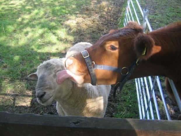 funny animals (13)
