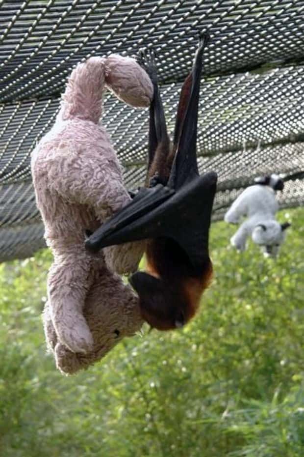 funny animals (13)