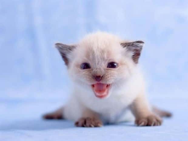 funny animals (13)