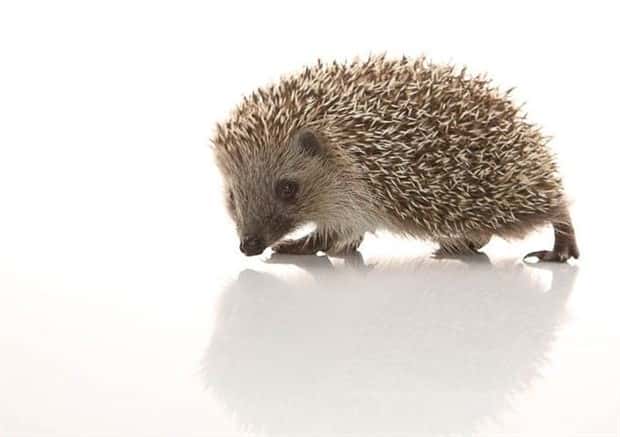 funny animals (13)