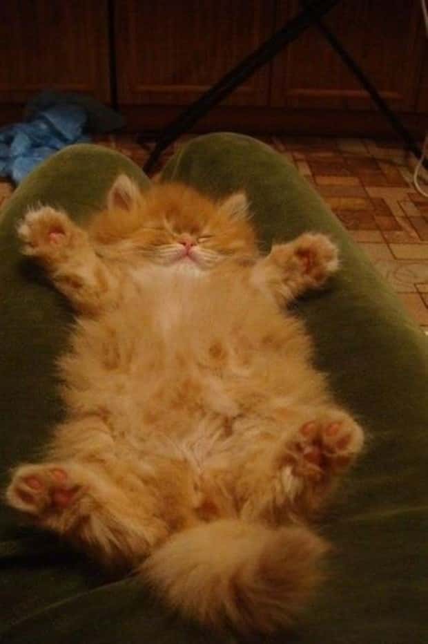 funny animals (14)