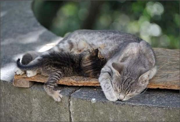 funny animals (14)