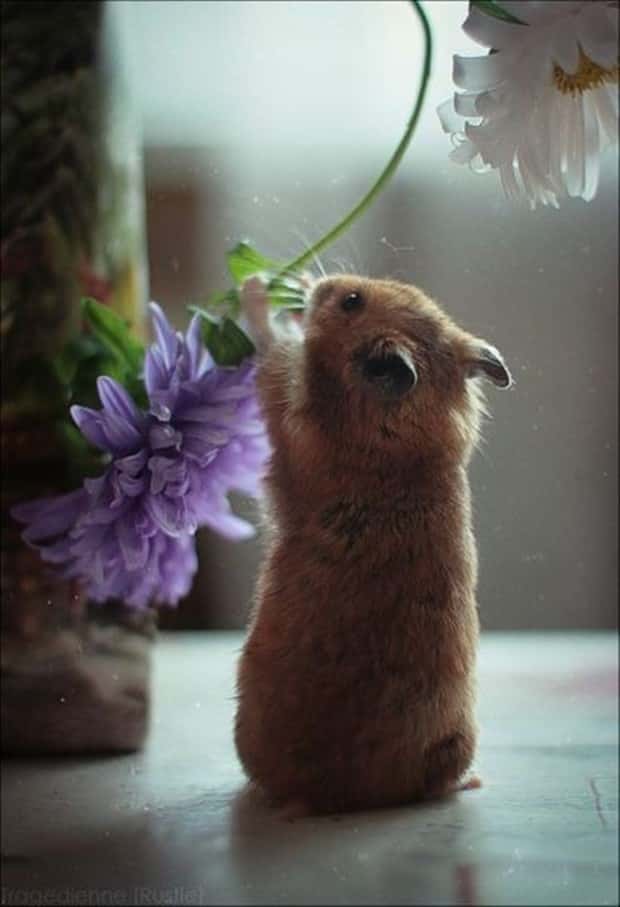 funny animals (14)