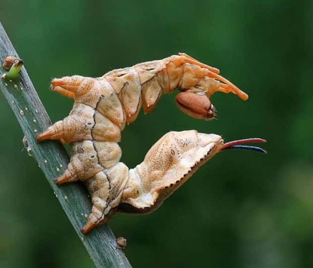 funny animals (14)