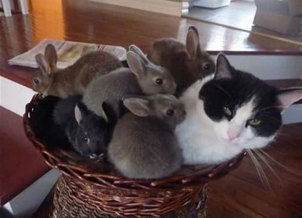funny animals (15)