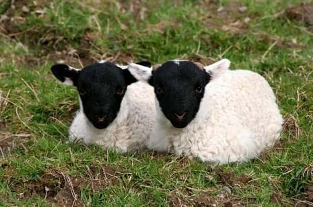 funny animals (15)