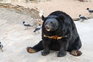 Get Ready for Funny Animals #453 (17 photos)