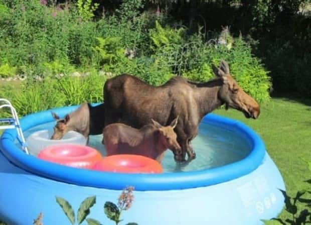funny animals (16)