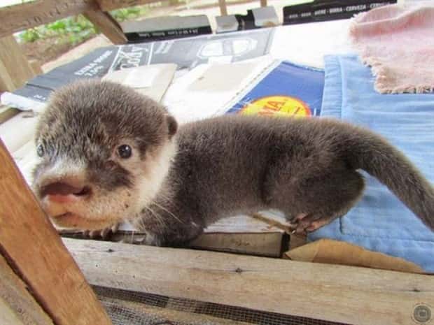 funny animals (16)
