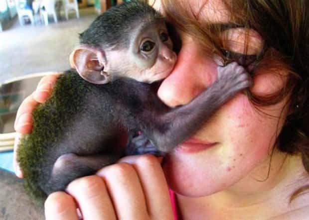 funny animals (16)