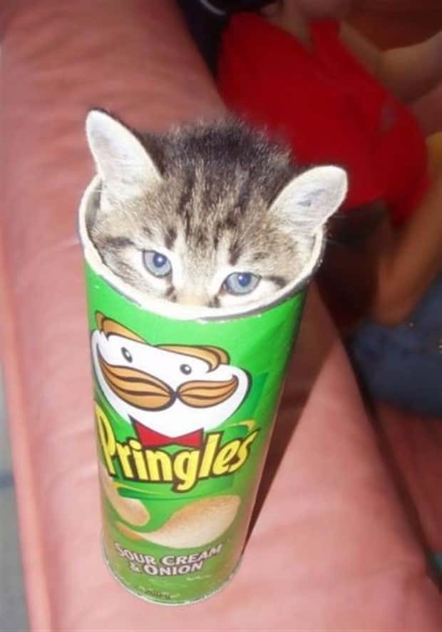 funny animals (17)