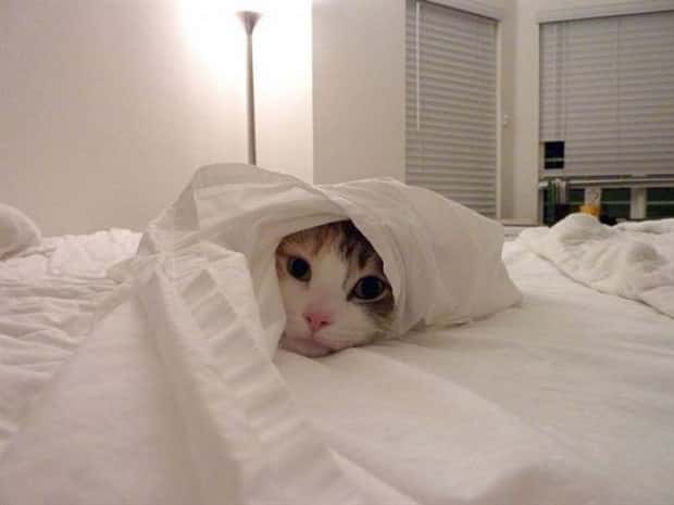 funny animals (17)