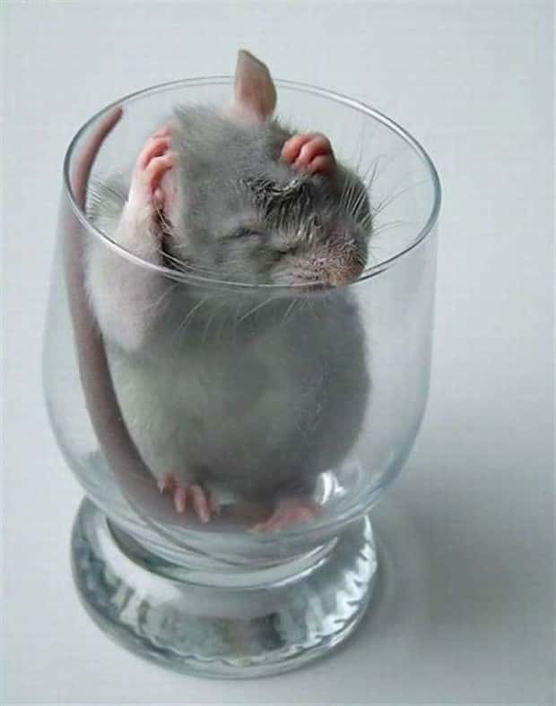 funny animals (18)