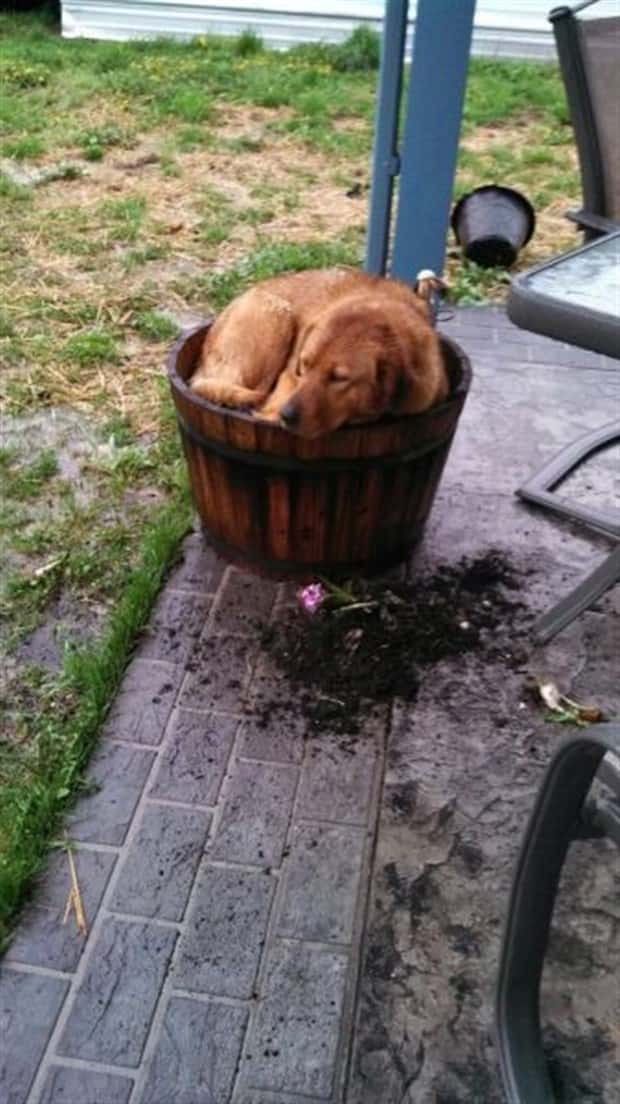 funny animals (18)