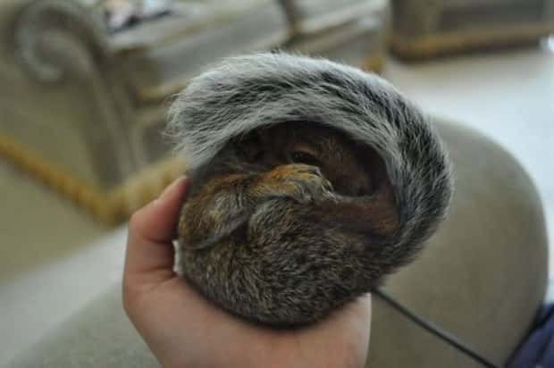 funny animals (19)