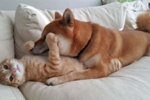 Get Ready for Funny Animals #455 (21 photos)