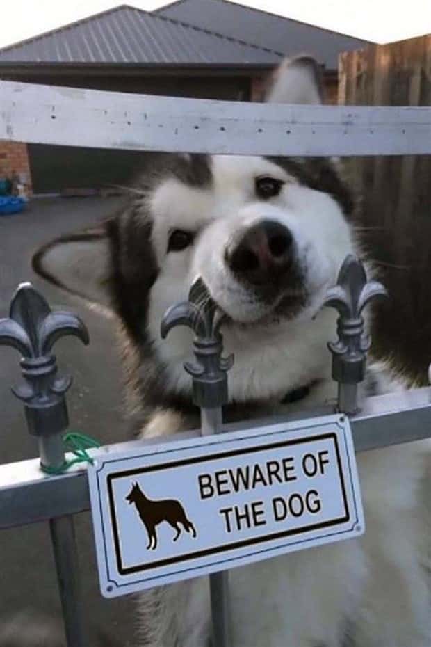 funny animals (2)
