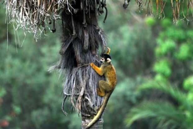 funny animals (2)