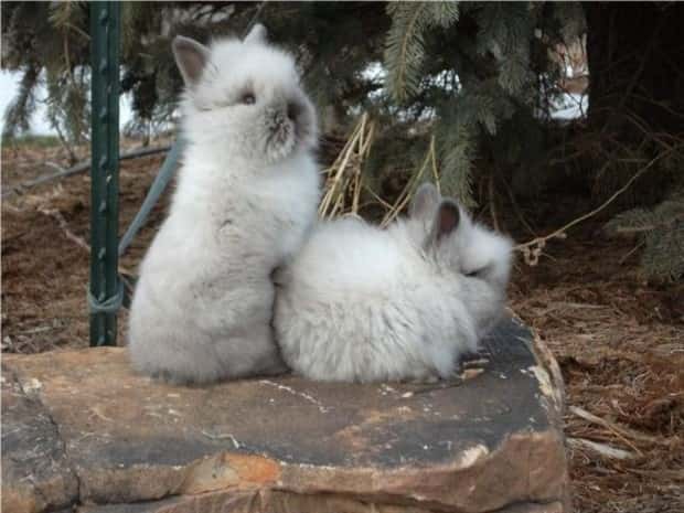 funny animals (20)