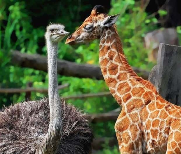 funny animals (20)