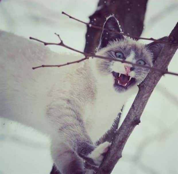 funny animals (21)