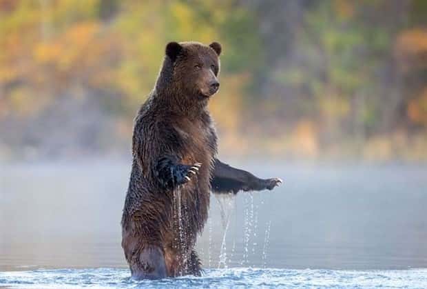 funny animals (3)