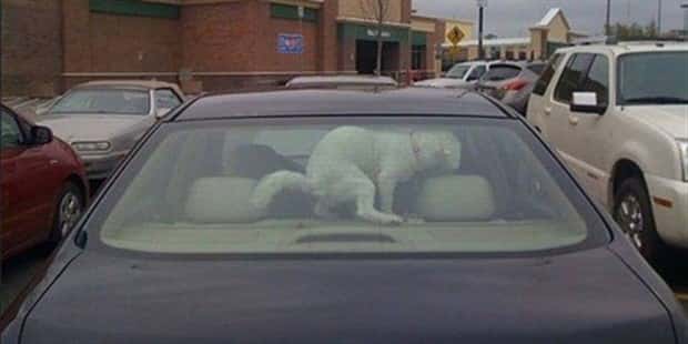 funny animals (3)