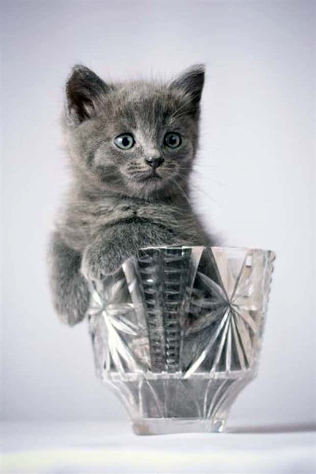 funny animals (3)