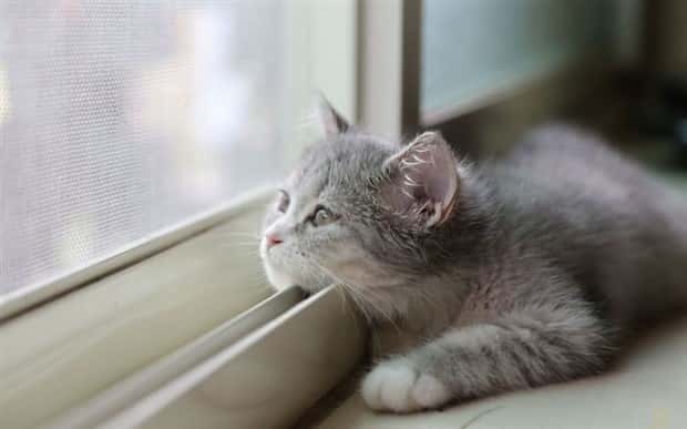 funny animals (4)