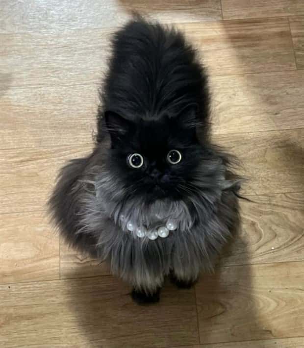 funny animals (4)