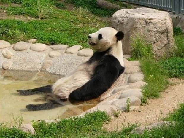 funny animals (4)