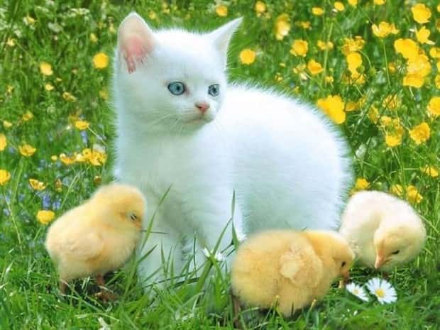 funny animals (4)