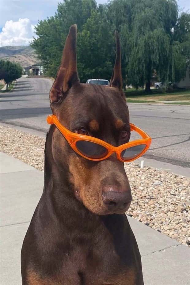 funny animals (5)