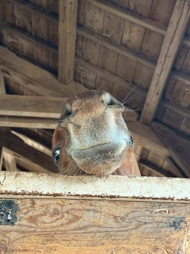 funny animals (5)