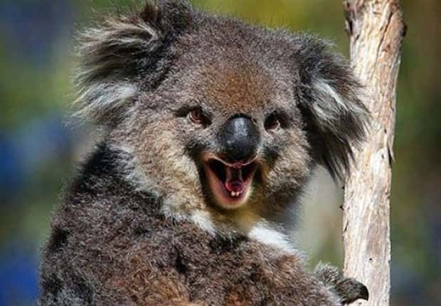 funny animals (5)