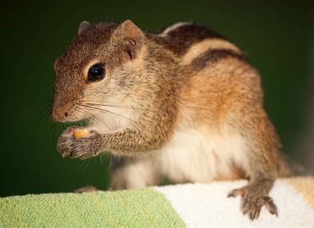 funny animals (5)