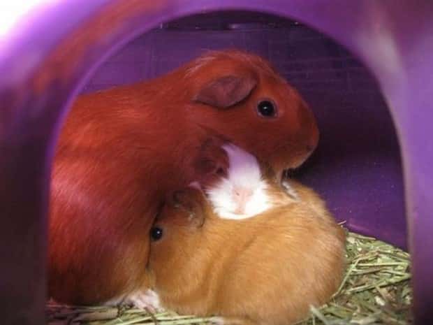 funny animals (6)