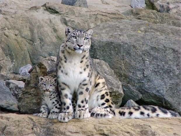 funny animals (6)