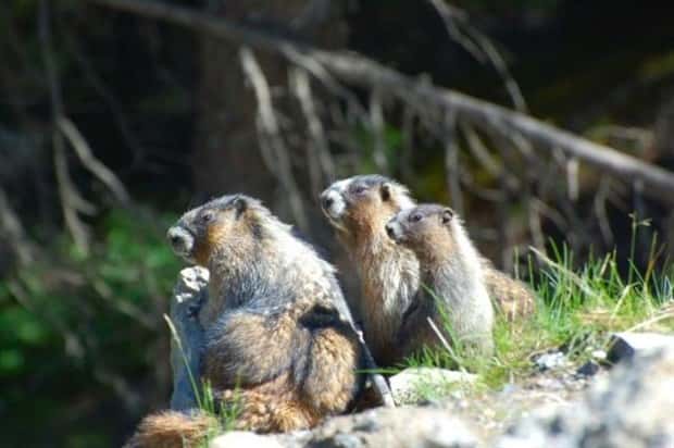 funny animals (6)