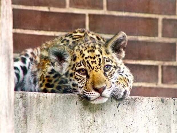 funny animals (7)