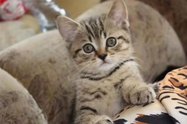 funny animals (7)