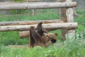 Get Ready for Funny Animals #454 (18 photos)