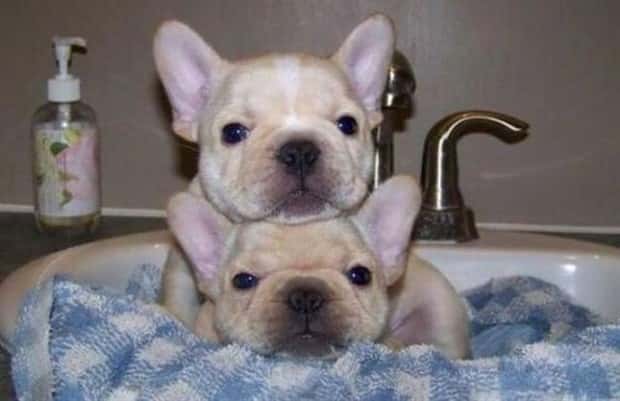 funny animals (8)