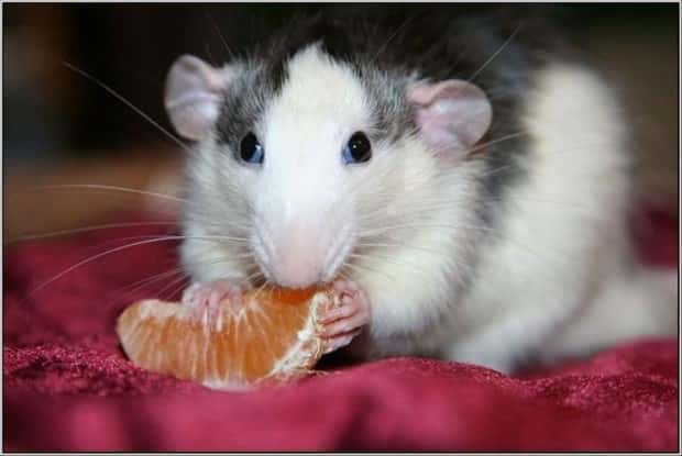 funny animals (8)